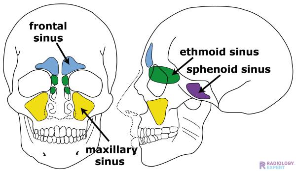 Maxillary Sinus Anatomy