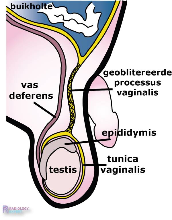U otasining jinsiy azosini ogziga oldi