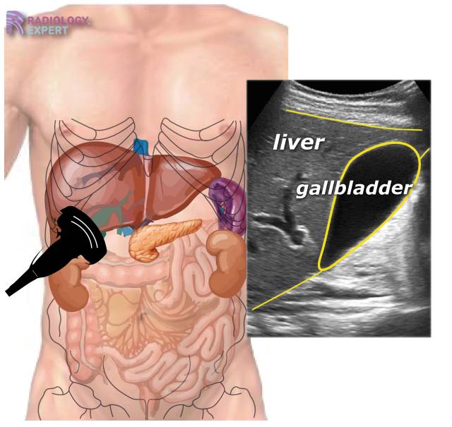 Gallbladder Anatomy Ultrasound