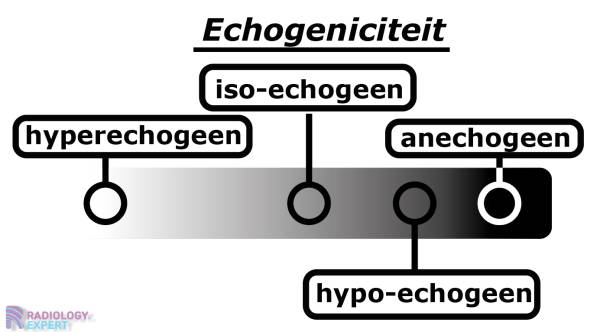 Echogeniciteit met de bijpassende termen.