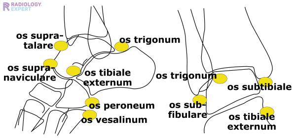 X Ankle