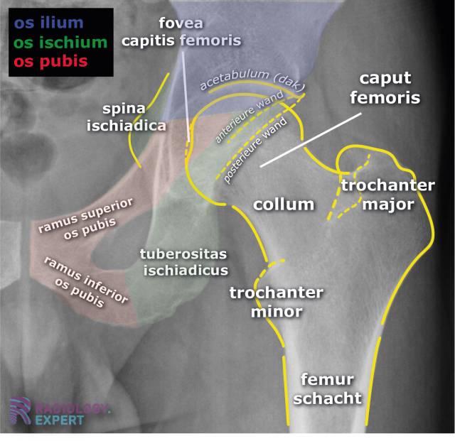 Normale anatomie X-heup (AP opname)