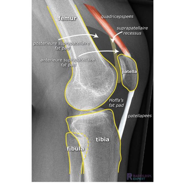 Normale anatomie X-knie 